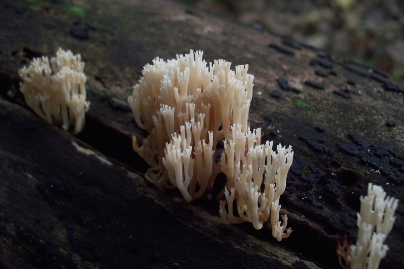 Artomyces pyxidatus (Pers.) Jlich 1982